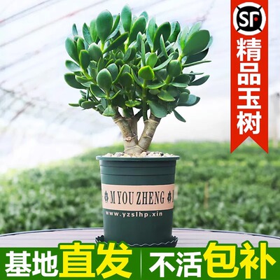 室内净化空气绿植花卉四季玉树盆栽玻璃翠燕子掌大多肉植物