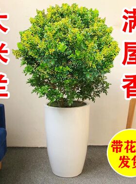 香水米兰花苗盆栽带花室内花卉绿植阳台庭院四季开花浓香驱蚊植物