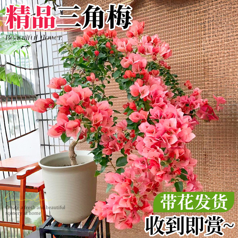 带花三角梅不甜西瓜盆栽爬藤植物大苗室内绿樱阳台庭院花卉绿植图片