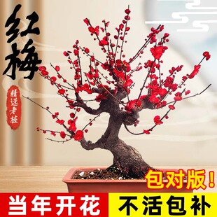 红梅花盆栽老桩盆景树苗室外阳台庭院浓香型大花四季花卉耐寒植物
