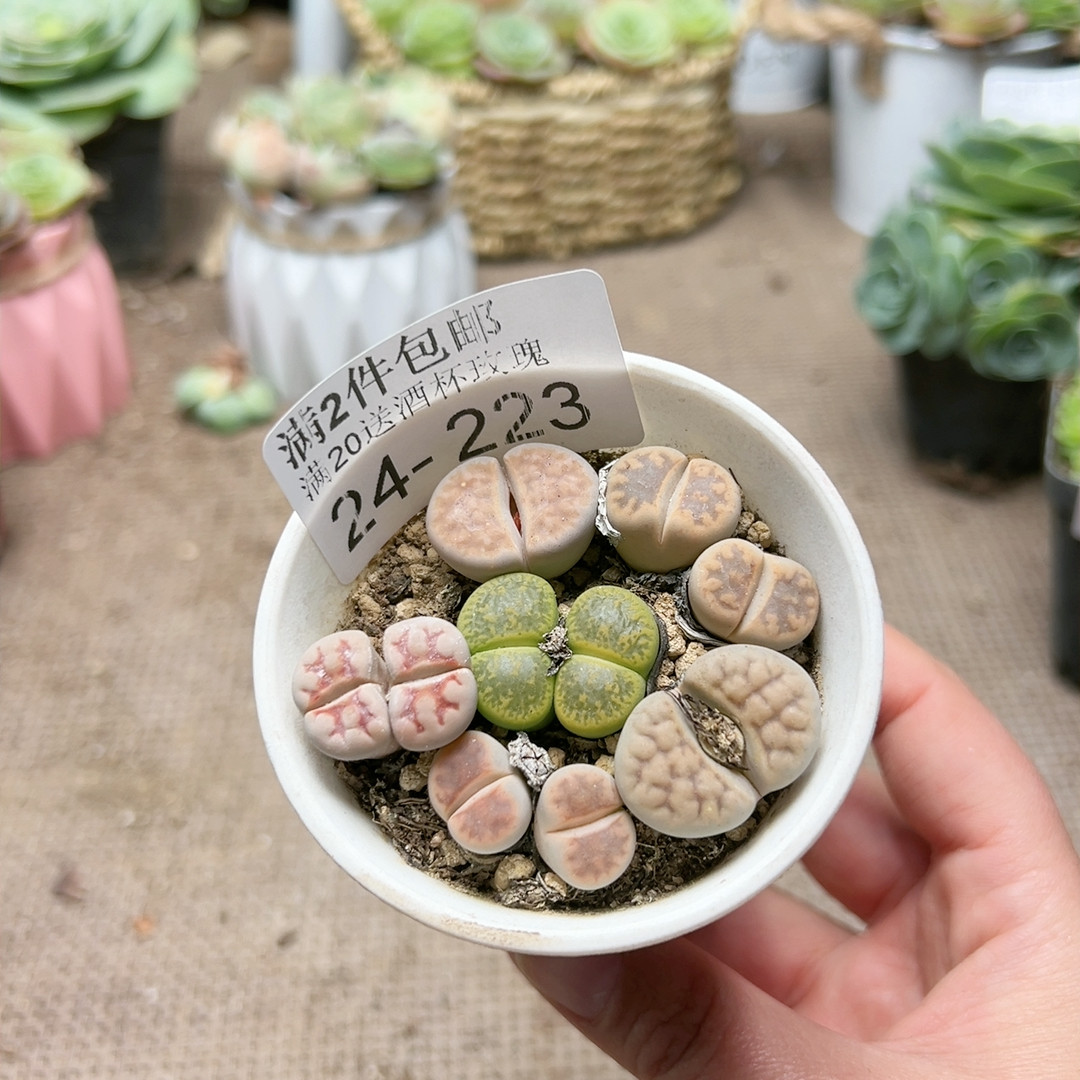 223生石花带盆,鲜花速递/花卉仿真/绿植园艺,多肉植物,淘宝优惠券,粉丝福利购,淘宝优惠卷