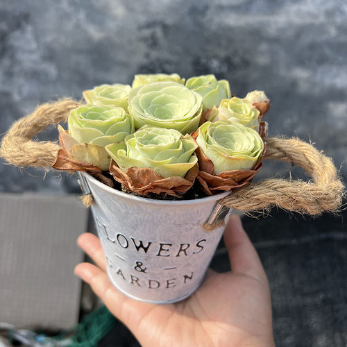 山地玫瑰花篮情人节美观多肉植物