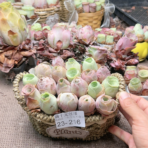 216花篮