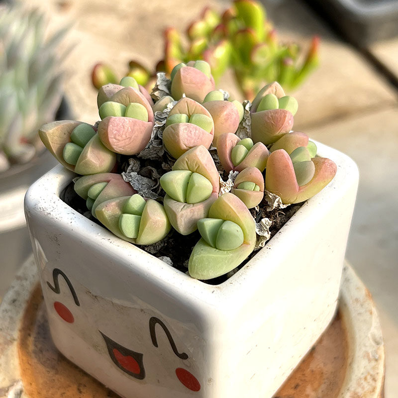 秋琴玉多肉植物可爱萌肉肉入门肉锥多头番杏科窗台植物易度夏懒人