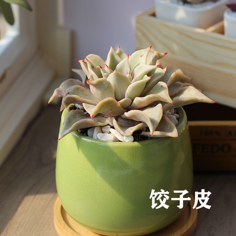 饺子皮多肉植物奇特肉肉植物精品绿植花卉办公室盆栽好养