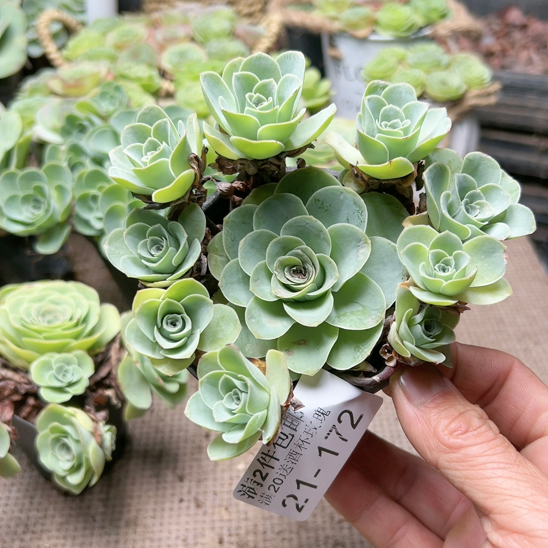 172水蜜桃,鲜花速递/花卉仿真/绿植园艺,多肉植物,淘宝优惠券,粉丝福利购,淘宝优惠卷