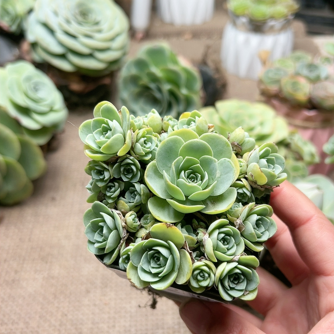 236翡翠球,鲜花速递/花卉仿真/绿植园艺,多肉植物,淘宝优惠券,粉丝福利购,淘宝优惠卷