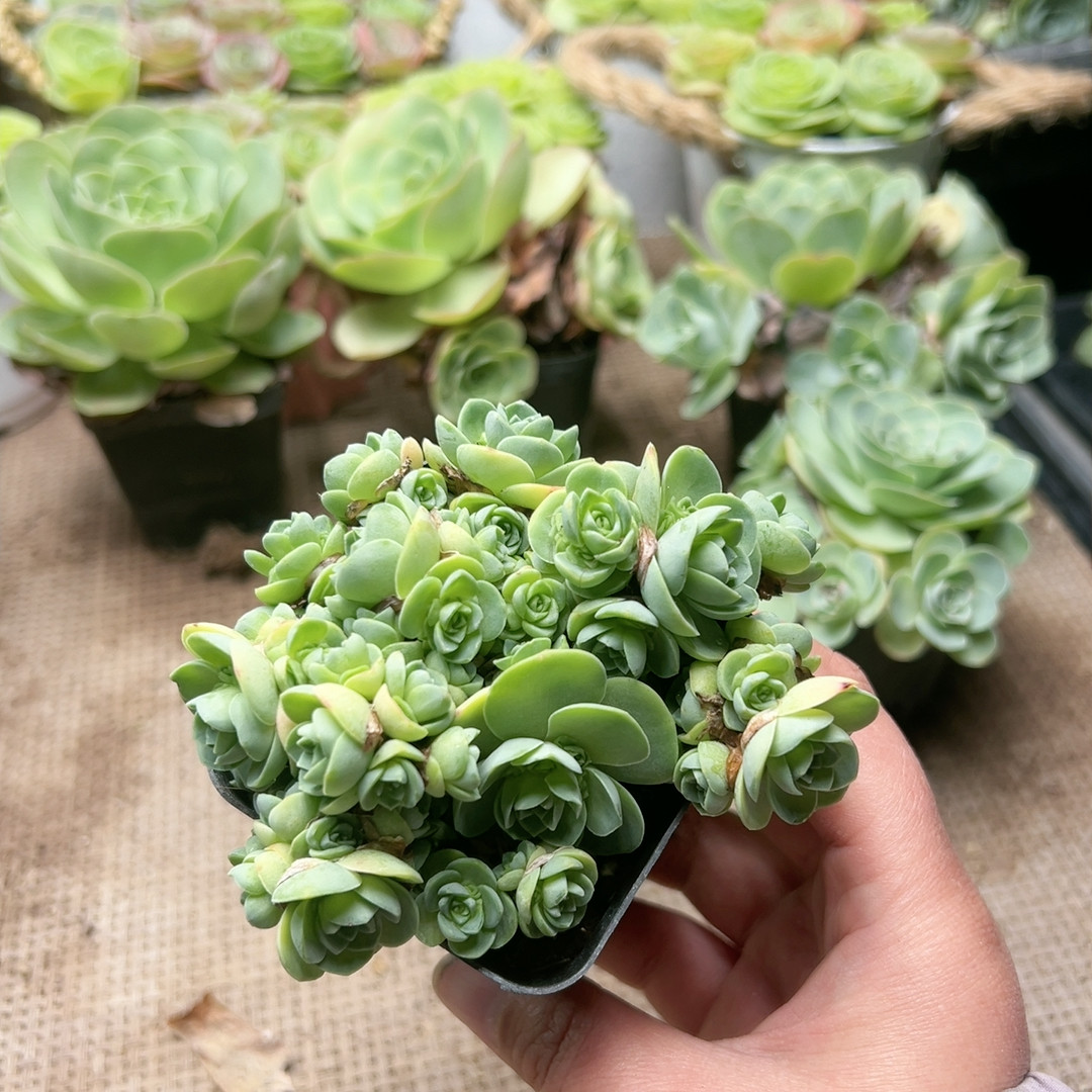 98翡翠球,鲜花速递/花卉仿真/绿植园艺,多肉植物,淘宝优惠券,粉丝福利购,淘宝优惠卷