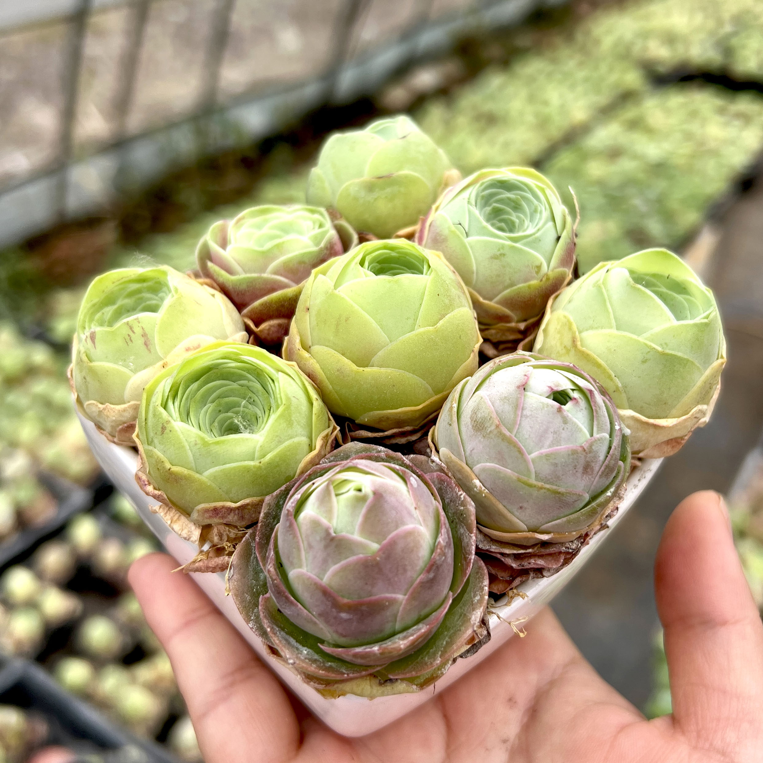 夏秋不浇水，无土干养，少量光照