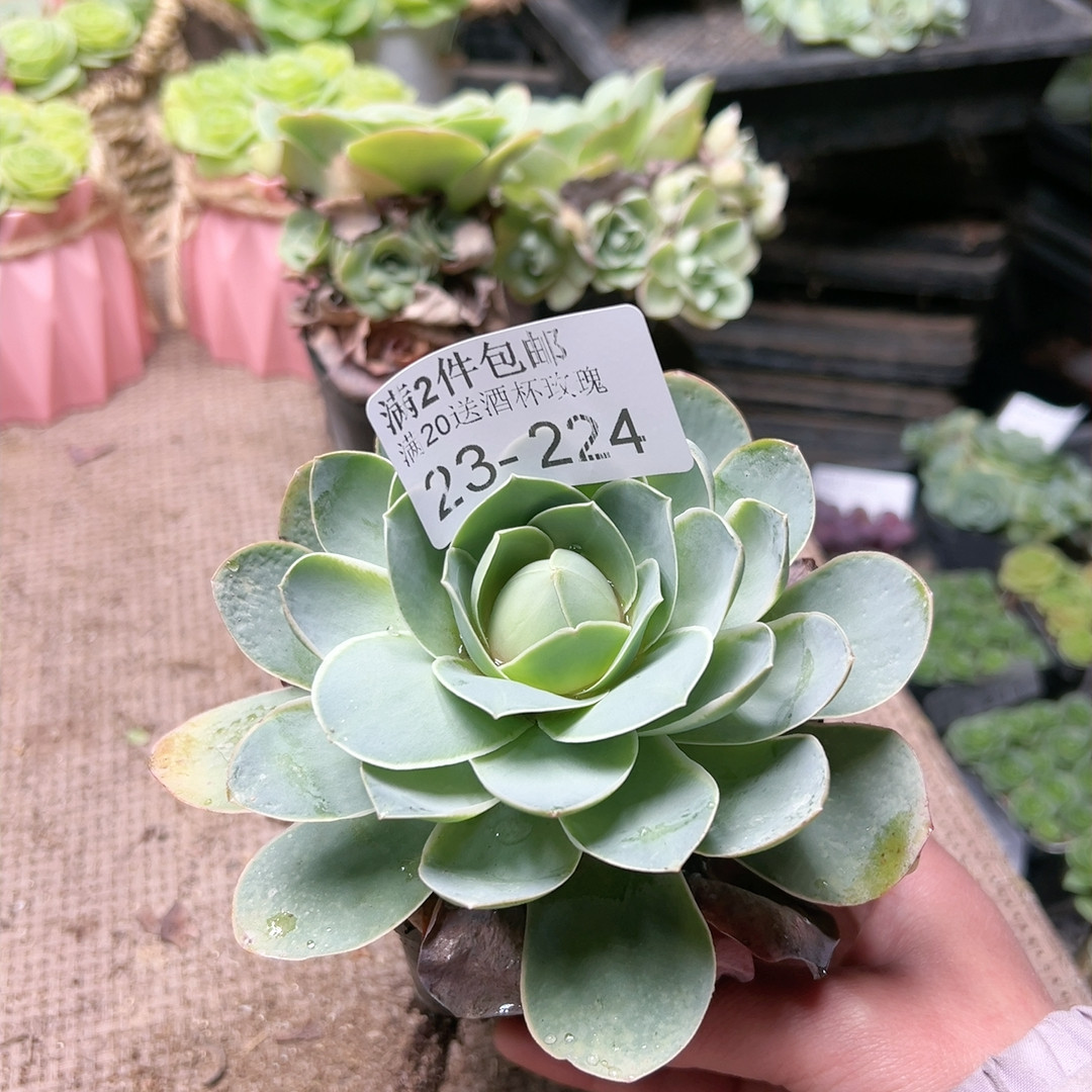 224耶罗桃子,鲜花速递/花卉仿真/绿植园艺,多肉植物,淘宝优惠券,粉丝福利购,淘宝优惠卷