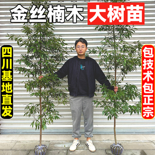 正宗金丝楠木大树苗庭院树苗名贵四川金丝楠树苗小叶桢楠四季常绿