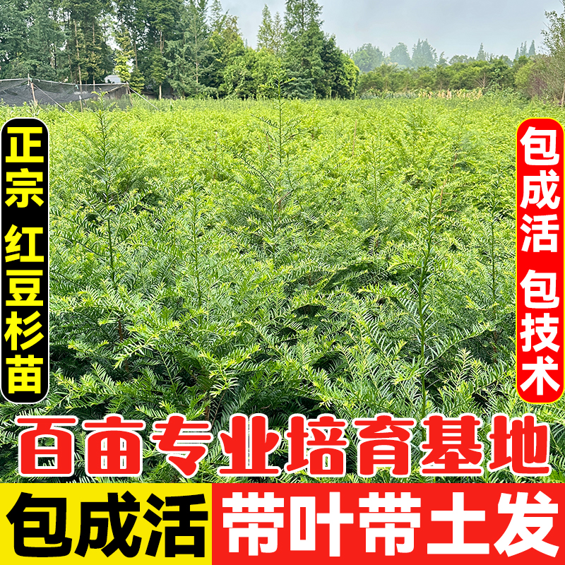 名贵红豆杉树苗盆栽室内盆景篱笆地栽绿植南方红豆山四季常绿植物