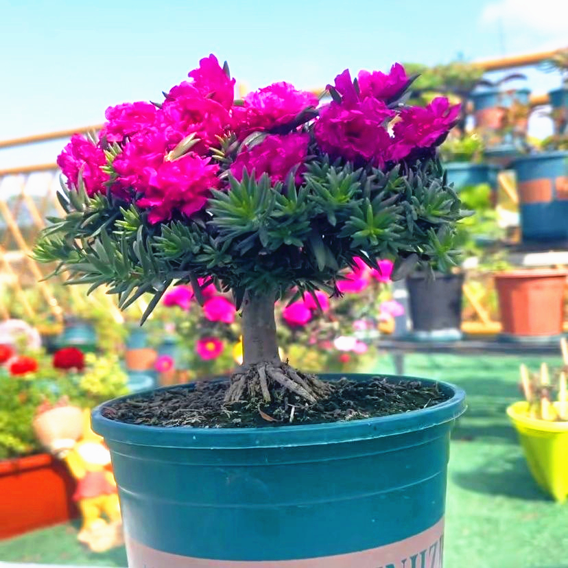 重瓣太阳花老桩牡丹玫红紫玫红王素材花苗带根带土带花苞盆景造型