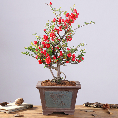 海棠花长寿冠绿宝石东洋景盆栽重瓣长寿乐垂丝冬红果老桩四季开花