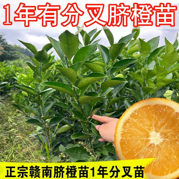纽赫尔脐橙树苗嫁接嫁接