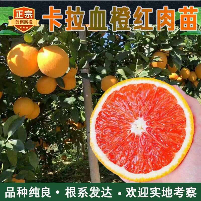 赣南脐橙苗卡拉血橙果树苗红肉嫁接橙子苗江西赣州产地发货橙树苗