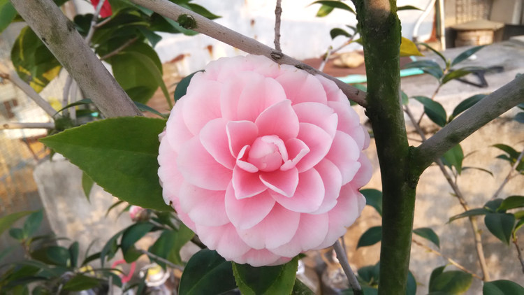 潮州仙五宝仙种茶花树苗大苗盆栽名贵多色花卉庭院植物五色茶花苗