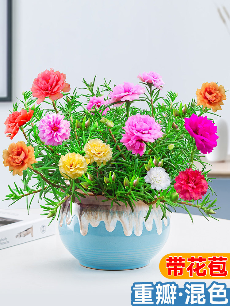 适合懒人养的花家养花卉植物家里盆栽绿色室内好养鲜花室外种易活