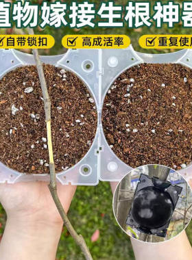 植物高压繁殖嫁接盒花卉果树生根