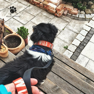 山野犬 狗狗项圈半P链牵引绳脖圈金毛拉布拉多柯基边牧 WILD
