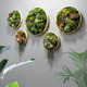 圆形仿真绿植框壁挂花客厅墙壁挂墙植物 饰植 创意餐厅墙面墙体装