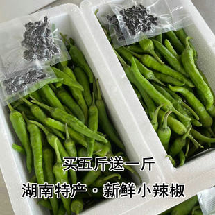 樟树清香辣椒 新鲜现摘湘菜下饭菜 湖南湘阴小辣椒港椒买5斤送1斤