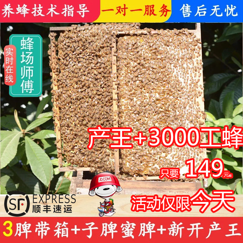 中蜜蜂活 群带中蜂蜂王带子脾一窝一整箱出售包邮中蜂蜂群笼蜂群