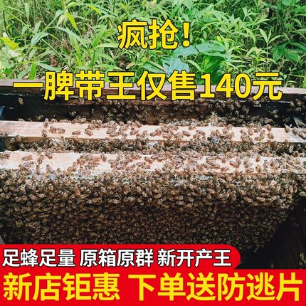 包邮蜜蜂中蜂蜂群中蜂中华蜂养殖带箱带新开产蜂王带子脾蜜蜂活群