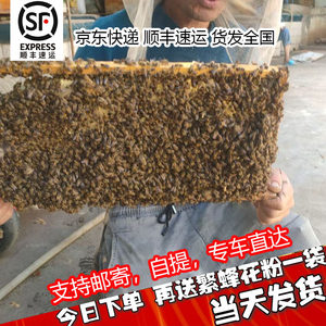 中蜂蜂群带王蜜蜂蜂群养殖带子脾阿坝中蜂带蜂箱中华土蜂活体出售