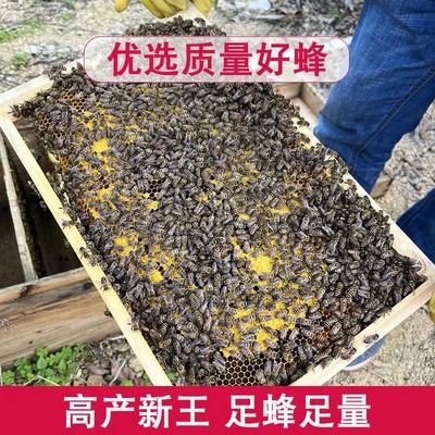 蜜蜂活体蜂群土蜂中华蜂中蜂蜂群带箱子脾养蜜蜂活群中蜂群蜂带王