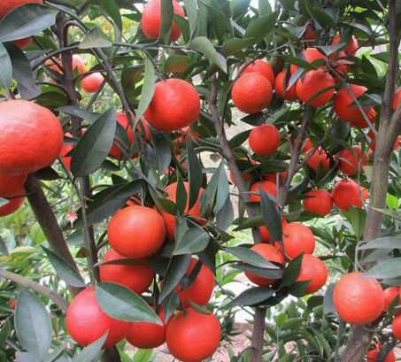 四川野生桔子新鲜水果