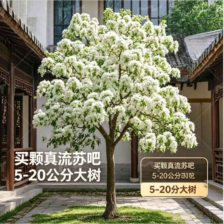 流苏树苗老油根子流苏小苗 嫁接桂花母本 盆栽地栽庭院绿化雪罗花