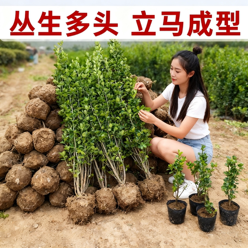 【量大优惠】丛生北海道黄杨绿篱围墙篱笆苗庭院大叶黄杨绿化耐寒