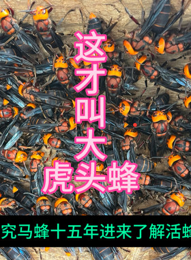 一元一只200只活马蜂土蜂大土蜂大黑蜂大虎头蜂红娘蜂刘定茂店