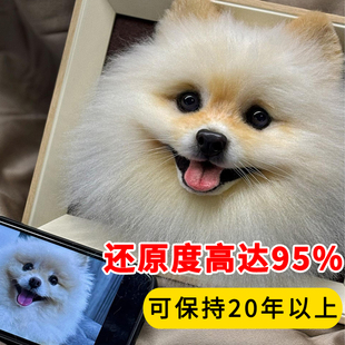 羊毛毡仿真宠物相框定制纪念离去世玩偶戳戳乐猫咪狗狗礼物纯手工