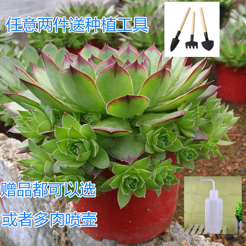 爆盆多肉室内观音莲花好月圆