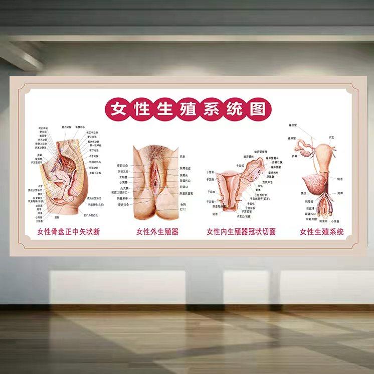 女性生殖系统挂图宣传画医学人体结构解剖图妇科子宫海报子宫图片