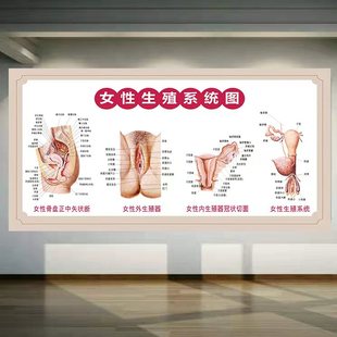 女性生殖系统挂图宣传画医学人体结构解剖图妇科子宫海报子宫图片