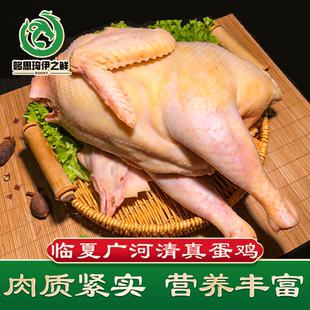 清真新鲜蛋鸡老母鸡干拔火燎白斩鸡专用