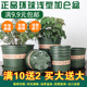 包邮 环球加仑盆加厚矮胖加仑花盆绿萝月季 多肉大口径清仓特价 控根