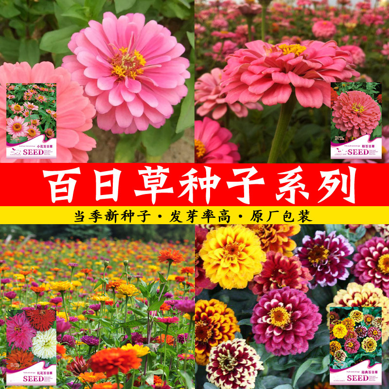 红黄粉橙菊花礼花百日草花园经典小花卉紫火球素妃百日草花种子
