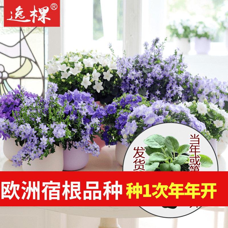基地 直发丹麦风铃草花苗花卉植物宿根庭院四季开花室内盆栽