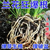 兰花营养液专用肥免稀释治黄叶黑斑烂根蝴蝶兰科植物开花有机肥料