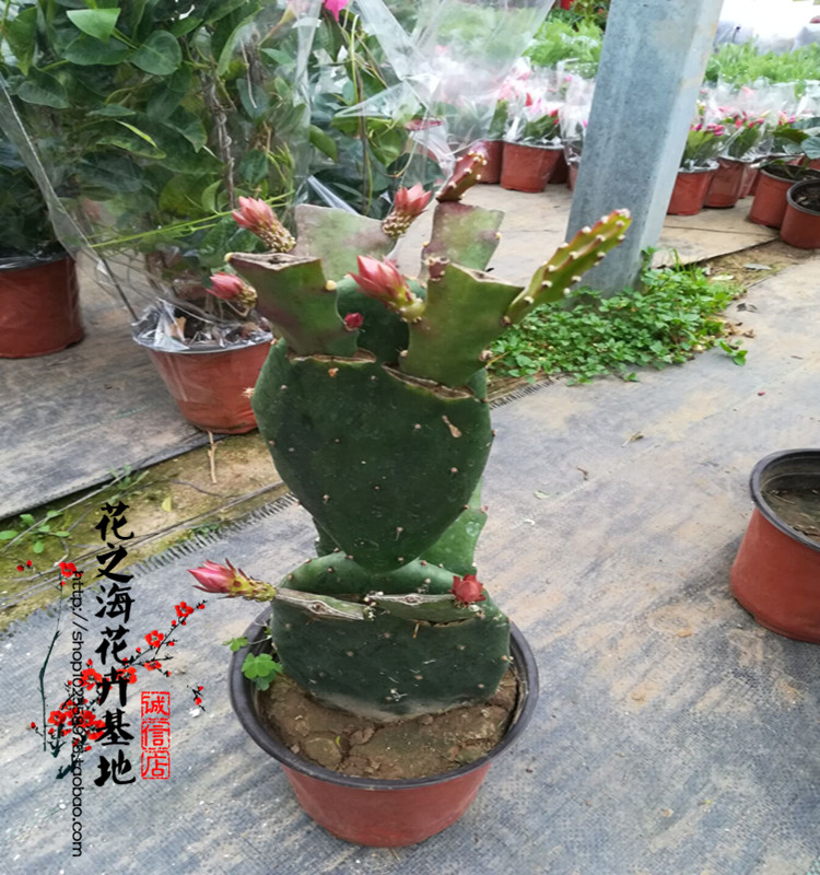 多肉植物蟹爪兰苗带根蟹抓兰仙人掌嫁接令箭荷花室内绿植花卉盆栽