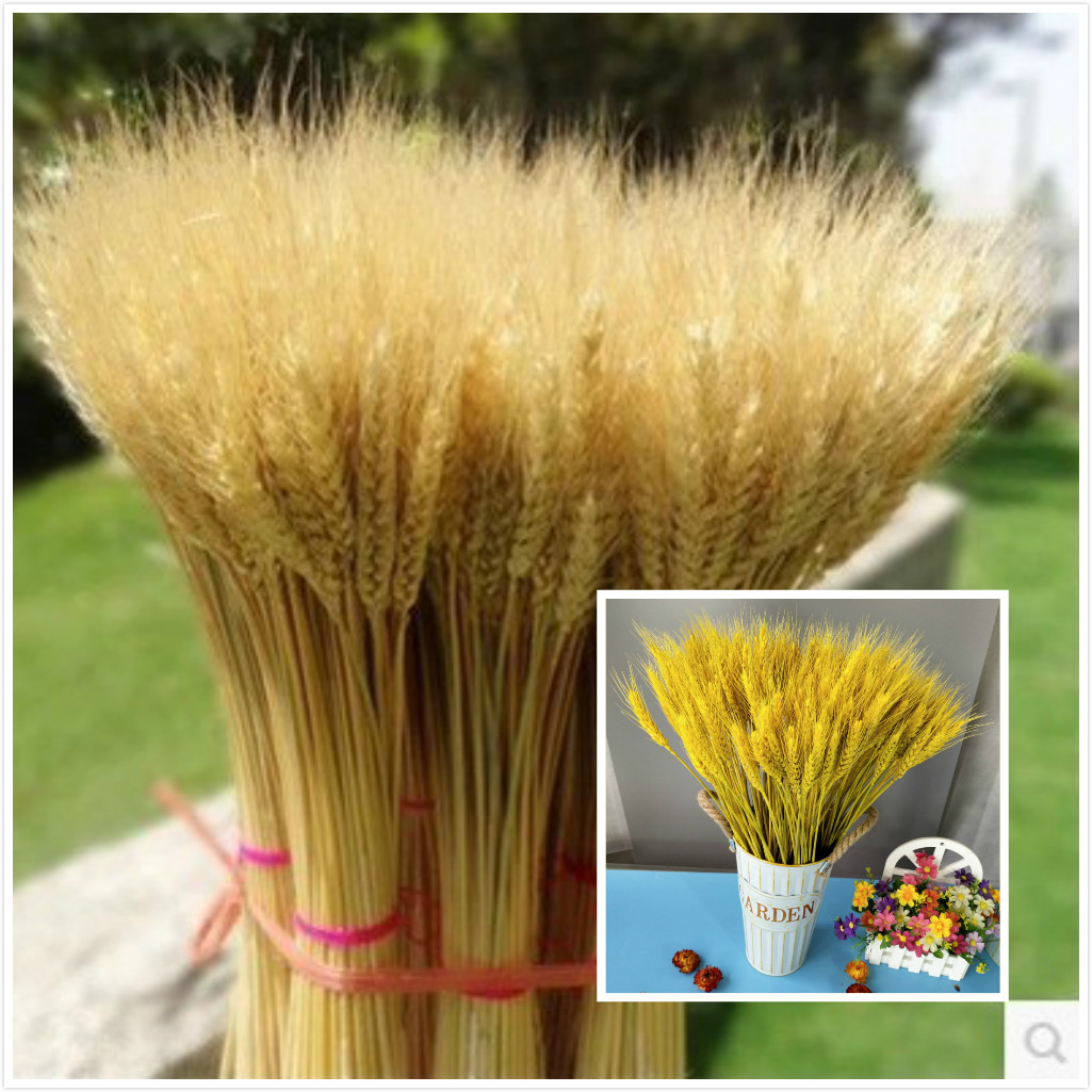 干花插花天然麦穗干花真花花束开业大麦客厅卧室装饰礼品道具麦子