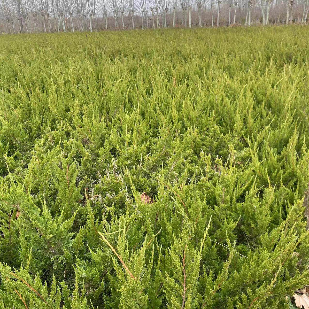 墓地松扫墓树苗松柏侧柏桧柏树蜀桧宝塔松柏树小苗南北方盆栽