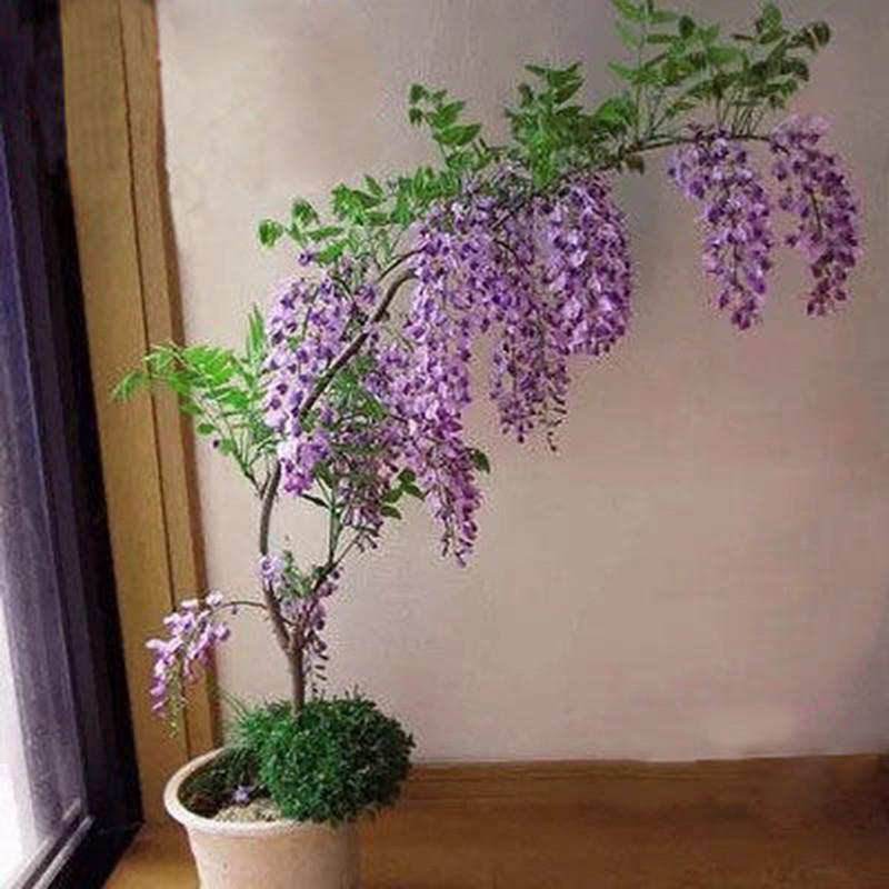 紫藤树苗阳台紫藤花树苗紫藤花庭院攀援植物爬藤植物紫藤盆栽花卉