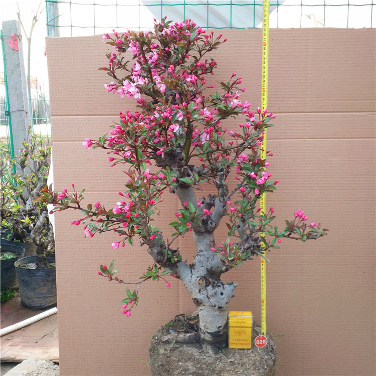 海棠花盆栽花卉植物室内花四季海空气净化剂
