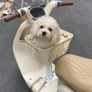 电动车宠物座椅狗狗专属坐篮电瓶车通用遛狗兜风神器带狗出门座驾