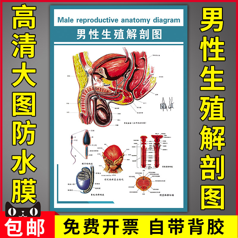 男性生殖解剖图医院人体生殖器解剖示意图盆腔正中矢状切面挂画贴